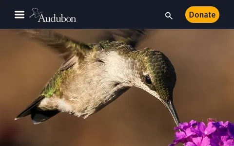 Audubon status preview image