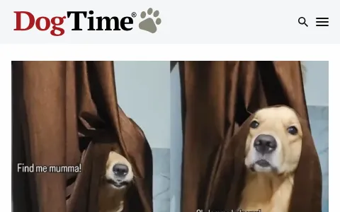 DogTime status preview image